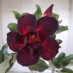 Planta Dobrada 2237 – 35cm – 03 anos