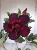 Planta Dobrada 2237 – 35cm – 03 anos