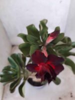 Planta Dobrada 2237 – 35cm – 03 anos - Imagem 6