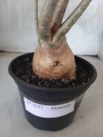 Planta Dobrada 2237 – 35cm – 03 anos - Imagem 7