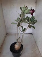 Planta Dobrada 2237 – 35cm – 03 anos - Imagem 9