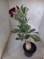 Planta Dobrada 2237 – 35cm – 03 anos - Imagem 8