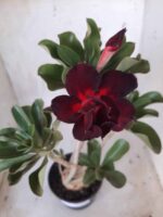 Planta Dobrada 2237 – 35cm – 03 anos - Imagem 4