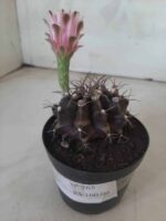 Gymnocalycium Mihanovichii “Purple” Nº 265 – vaso 09 - Imagem 2
