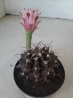 Gymnocalycium Mihanovichii “Purple” Nº 265 – vaso 09 - Imagem 6