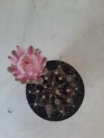 Gymnocalycium Mihanovichii “Purple” Nº 265 – vaso 09 - Imagem 12