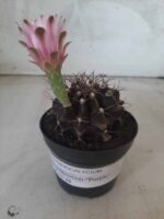 Gymnocalycium Mihanovichii “Purple” Nº 265 – vaso 09 - Imagem 11
