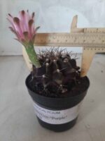 Gymnocalycium Mihanovichii “Purple” Nº 265 – vaso 09