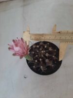 Gymnocalycium Mihanovichii “Purple” Nº 265 – vaso 09 - Imagem 5