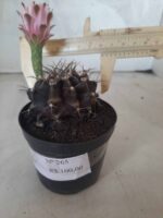 Gymnocalycium Mihanovichii “Purple” Nº 265 – vaso 09 - Imagem 10