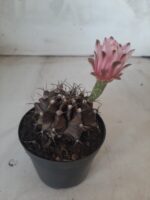 Gymnocalycium Mihanovichii “Purple” Nº 265 – vaso 09 - Imagem 7