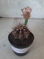 Gymnocalycium Mihanovichii “Purple” Nº 345 – vaso 09 - Imagem 2