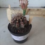 Gymnocalycium Mihanovichii “Purple” Nº 345 – vaso 09
