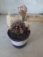 Gymnocalycium Mihanovichii “Purple” Nº 345 – vaso 09