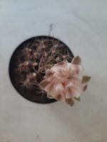 Gymnocalycium Mihanovichii “Purple” Nº 345 – vaso 09 - Imagem 3