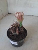 Gymnocalycium Mihanovichii “Purple” Nº 345 – vaso 09 - Imagem 9