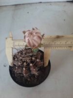 Gymnocalycium Mihanovichii “Purple” Nº 345 – vaso 09 - Imagem 5