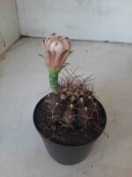 Gymnocalycium Mihanovichii “Purple” Nº 345 – vaso 09 - Imagem 8