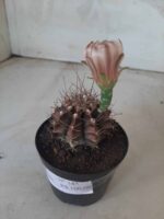 Gymnocalycium Mihanovichii “Purple” Nº 345 – vaso 09 - Imagem 7