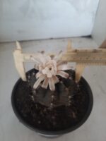 MATRIZ Gymnocalycium Mihanovichii “Purple” Nº 513 – vaso 15 - Imagem 6