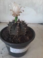 MATRIZ Gymnocalycium Mihanovichii “Purple” Nº 513 – vaso 15 - Imagem 7