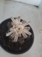 MATRIZ Gymnocalycium Mihanovichii “Purple” Nº 513 – vaso 15 - Imagem 3