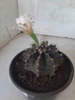 MATRIZ Gymnocalycium Mihanovichii “Purple” Nº 513 – vaso 15 - Imagem 12