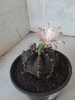 MATRIZ Gymnocalycium Mihanovichii “Purple” Nº 513 – vaso 15 - Imagem 10
