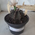 MATRIZ Gymnocalycium Mihanovichii “Purple” Nº 513 – vaso 15