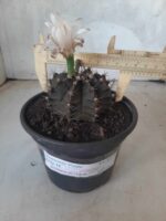 MATRIZ Gymnocalycium Mihanovichii “Purple” Nº 513 – vaso 15