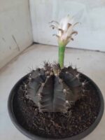 MATRIZ Gymnocalycium Mihanovichii “Purple” Nº 513 – vaso 15 - Imagem 9