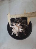 MATRIZ Gymnocalycium Mihanovichii “Purple” Nº 513 – vaso 15 - Imagem 5