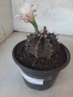 MATRIZ Gymnocalycium Mihanovichii “Purple” Nº 513 – vaso 15 - Imagem 8