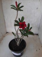 Planta Simples 2214 – 30cm – 02 anos - Imagem 2