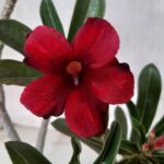 Planta Simples 2214 – 30cm – 02 anos