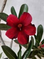 Planta Simples 2214 – 30cm – 02 anos