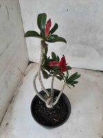 Planta Simples 2214 – 30cm – 02 anos - Imagem 5