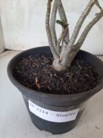 Planta Simples 2214 – 30cm – 02 anos - Imagem 6