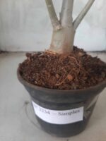 Planta Simples 2234 – 30cm – 03 anos - Imagem 7