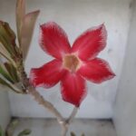 Planta Simples 2234 – 30cm – 03 anos