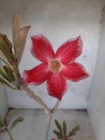 Planta Simples 2234 – 30cm – 03 anos