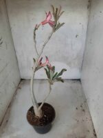 Planta Simples 2234 – 30cm – 03 anos - Imagem 6