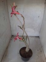 Planta Simples 2234 – 30cm – 03 anos - Imagem 5