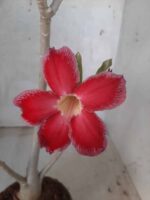 Planta Simples 2234 – 30cm – 03 anos - Imagem 4