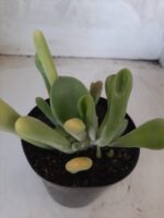 Suculenta Kalanchoe "Oricula" Nº 30 - Vaso 15 - Imagem 4