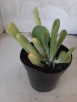 Suculenta Kalanchoe "Oricula" Nº 30 - Vaso 15 - Imagem 3