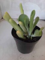 Suculenta Kalanchoe "Oricula" Nº 30 - Vaso 15 - Imagem 8