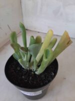 Suculenta Kalanchoe "Oricula" Nº 30 - Vaso 15 - Imagem 7