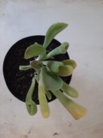 Suculenta Kalanchoe "Oricula" Nº 30 - Vaso 15 - Imagem 6