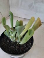 Suculenta Kalanchoe "Oricula" Nº 30 - Vaso 15 - Imagem 5